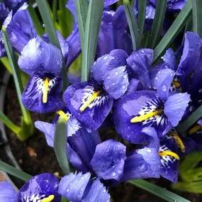 Harmony Dwarf Iris Bulbs (Iris reticulata Harmony) Img 3